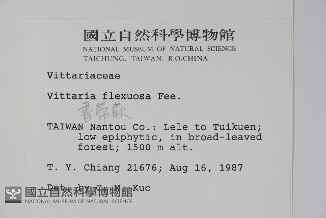 書帶蕨藏品圖，第2張