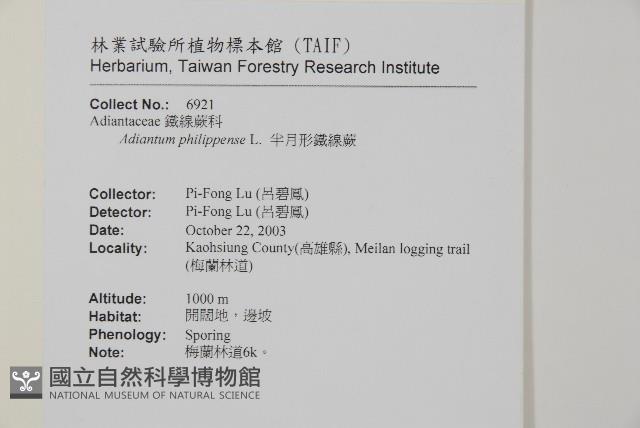 半月形鐵線蕨藏品圖，第2張