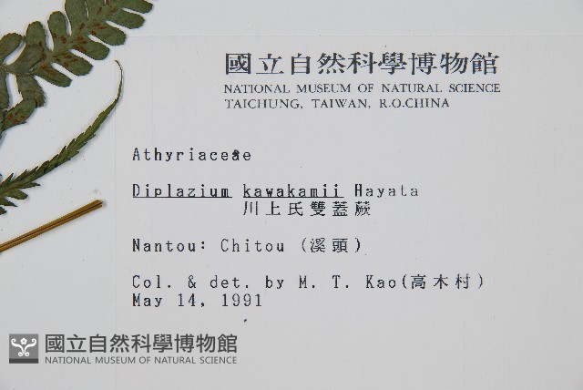 川上氏雙蓋蕨藏品圖，第2張