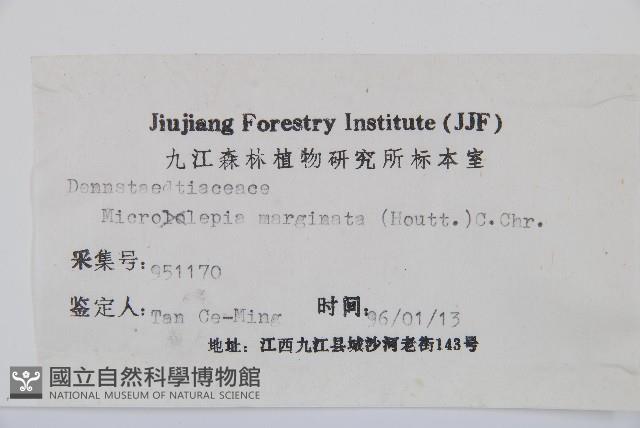 邊緣鱗蓋蕨藏品圖，第2張