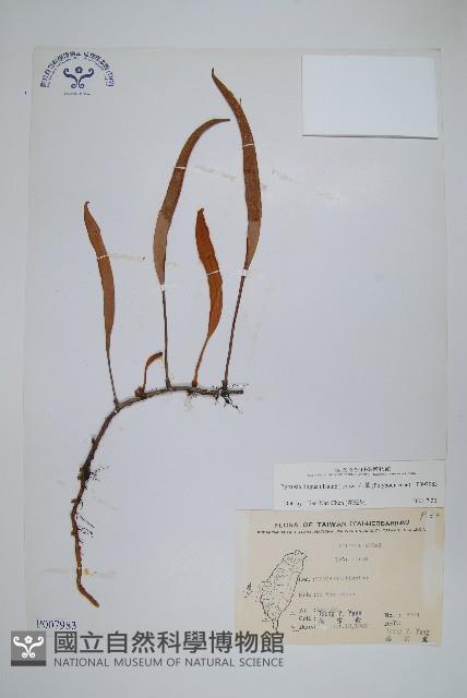 石葦藏品圖，第1張