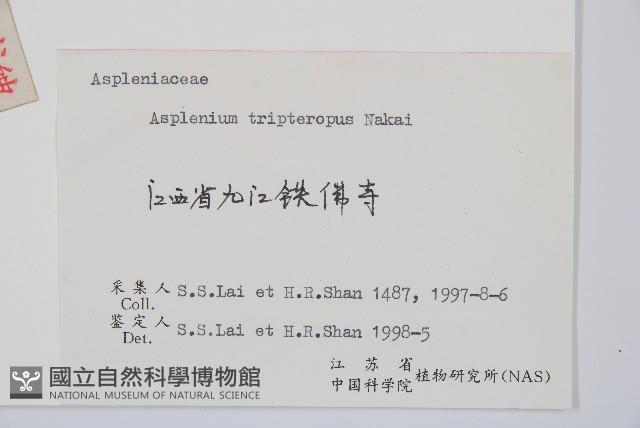 三翅鐵角蕨藏品圖，第2張