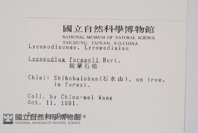 銳葉石松藏品圖，第2張