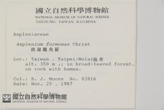 南海鐵角蕨藏品圖，第2張