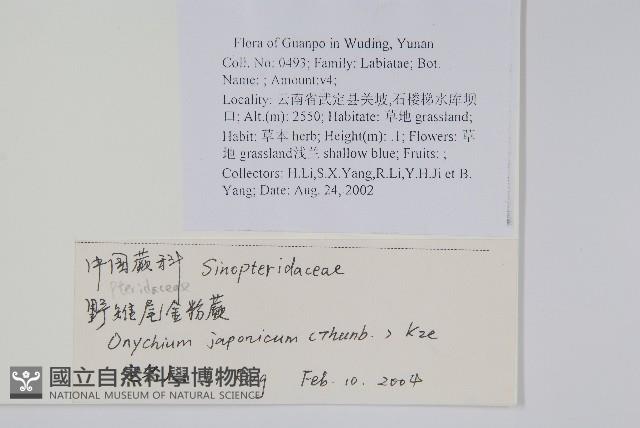 日本金粉蕨藏品圖，第2張