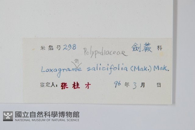 柳葉劍蕨藏品圖，第2張