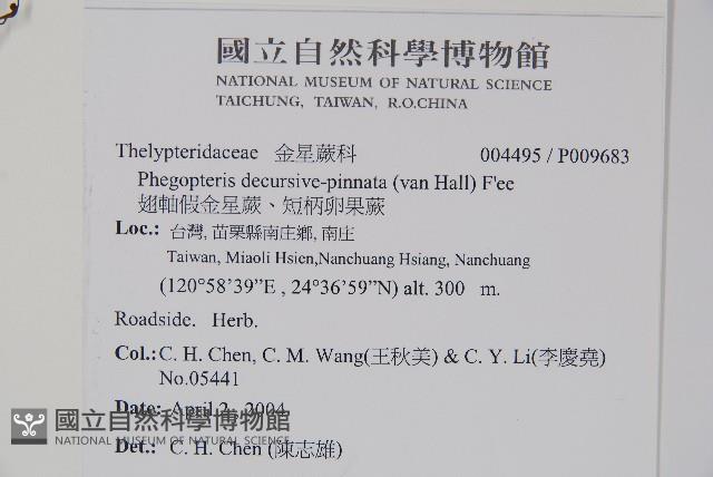 翅軸假金星蕨、短柄卵果蕨藏品圖，第2張