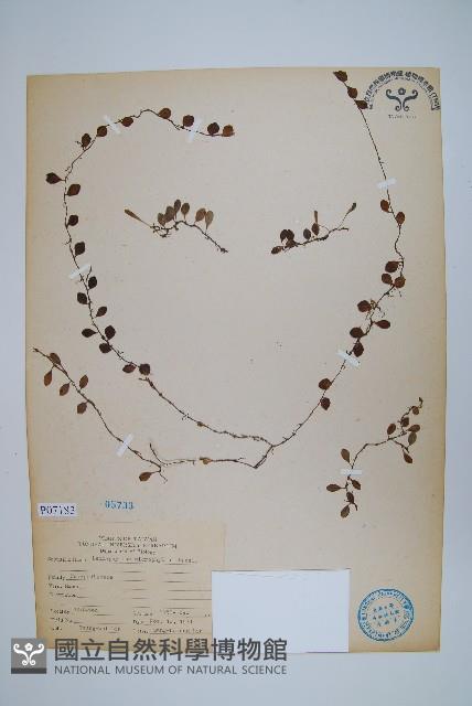 抱樹蕨、伏石蕨藏品圖，第1張