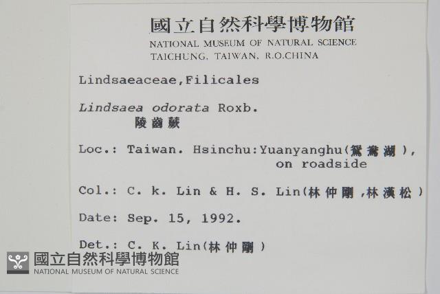 陵齒蕨、鱗始蕨藏品圖，第2張