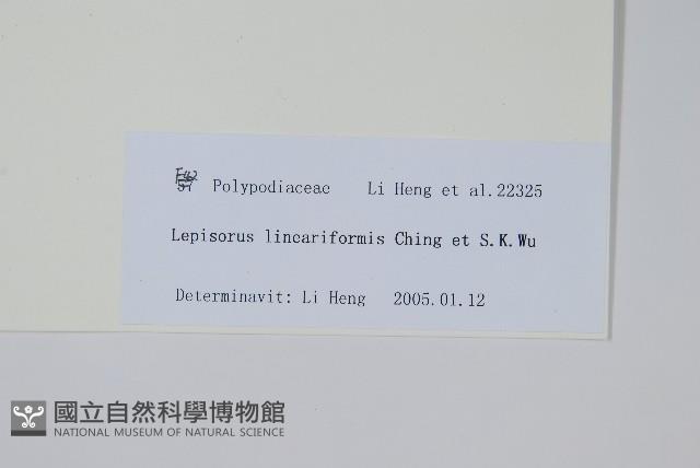 線葉瓦韋藏品圖，第2張