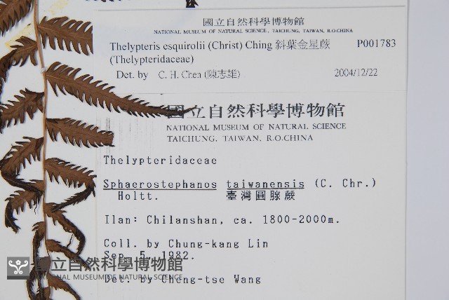 斜葉金星蕨藏品圖，第2張
