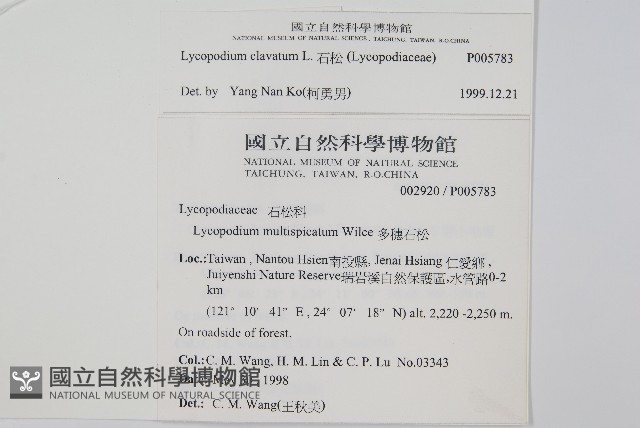 石松藏品圖，第2張