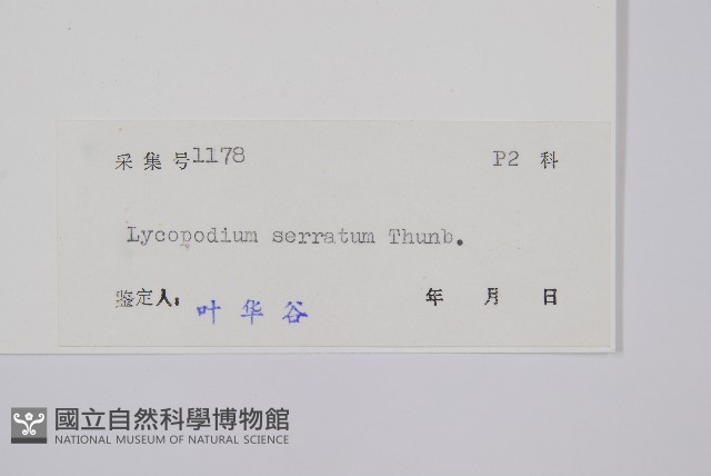 千層塔藏品圖，第2張