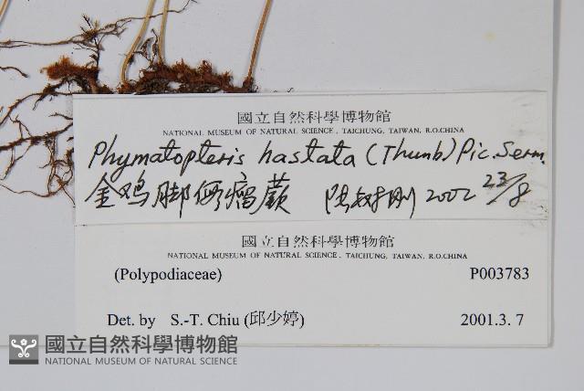 玉山茀蕨藏品圖，第2張