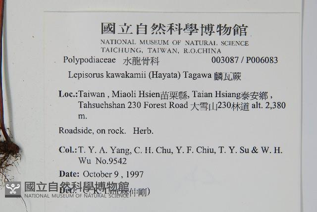 麟瓦葦、川上氏瓦葦藏品圖，第2張