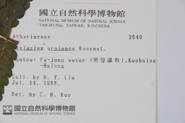 烏來雙蓋蕨藏品圖，第2張