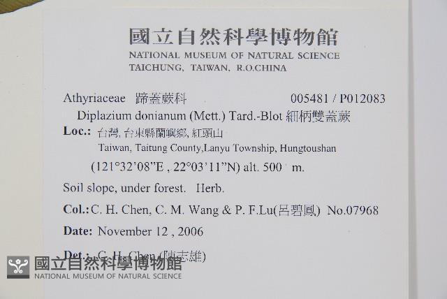 細柄雙蓋蕨藏品圖，第2張