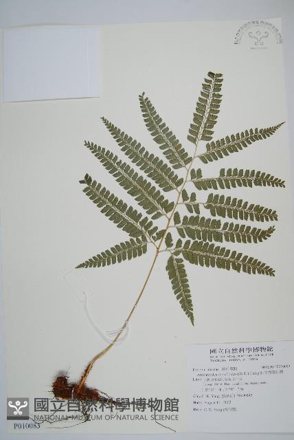 斜方複葉耳蕨藏品圖，第1張