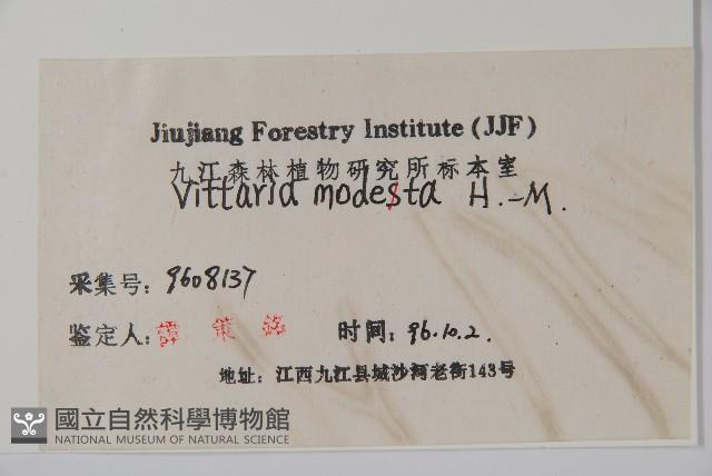 小葉書帶蕨藏品圖，第2張