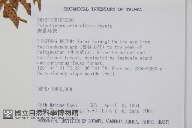 鋸葉耳蕨藏品圖，第2張