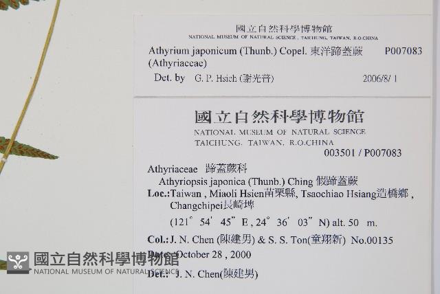 東洋蹄蓋蕨藏品圖，第2張