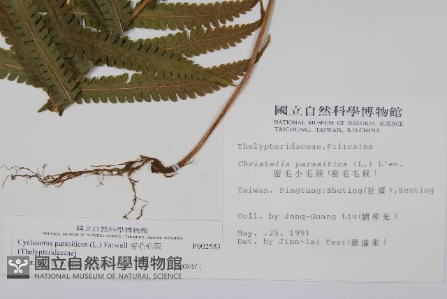 密毛毛蕨藏品圖，第2張