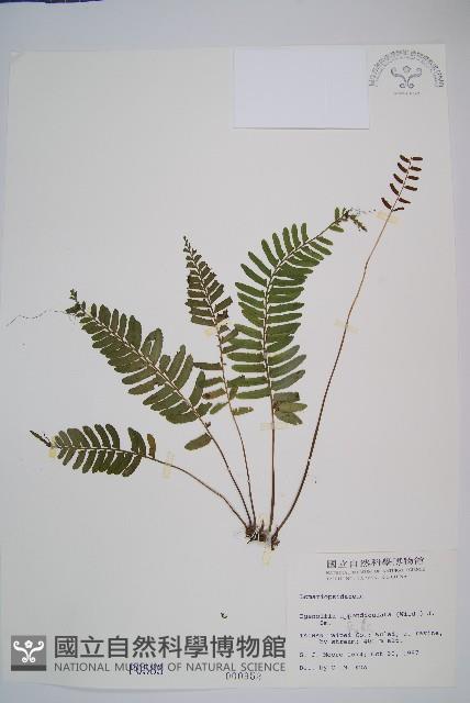 刺蕨藏品圖，第1張