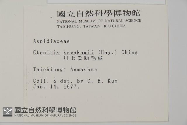 川上氏肋毛蕨藏品圖，第2張