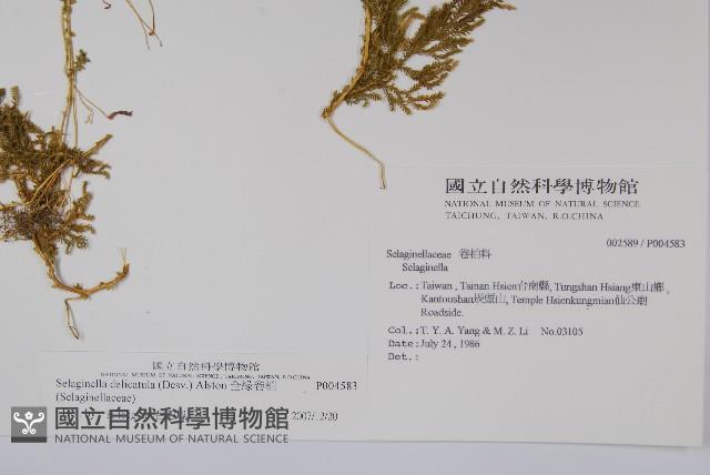 全緣卷柏藏品圖，第2張