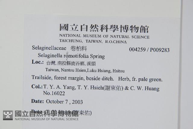 疏葉卷柏藏品圖，第2張