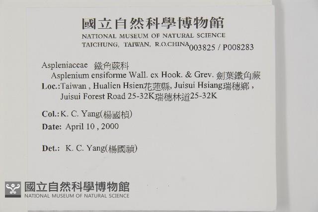 劍葉鐵角蕨、箭葉鐵角蕨藏品圖，第2張