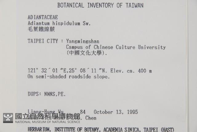 長尾鐵線蕨藏品圖，第2張