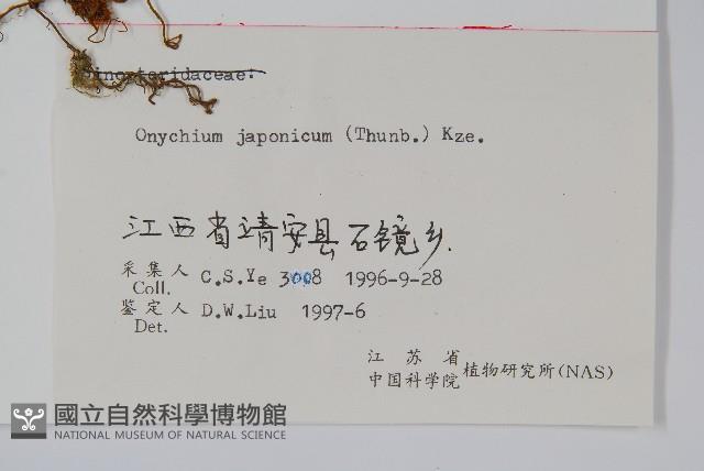 日本金粉蕨藏品圖，第2張