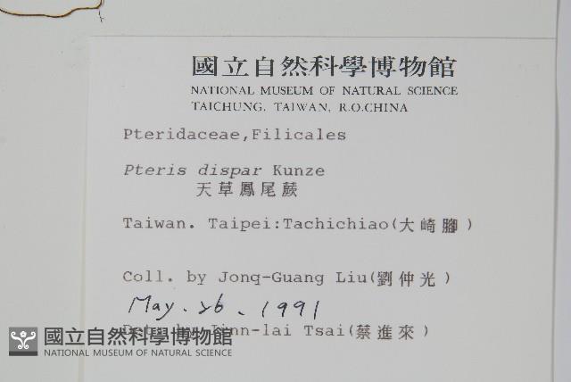 天草鳳尾蕨藏品圖，第2張