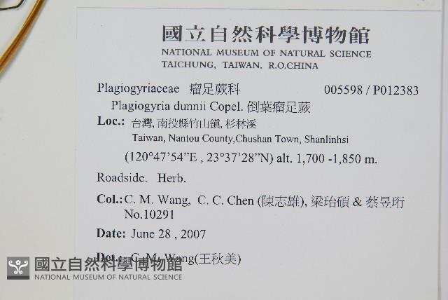 倒葉瘤足蕨藏品圖，第2張