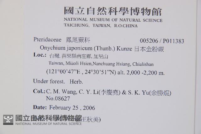 威氏鐵角蕨藏品圖，第2張