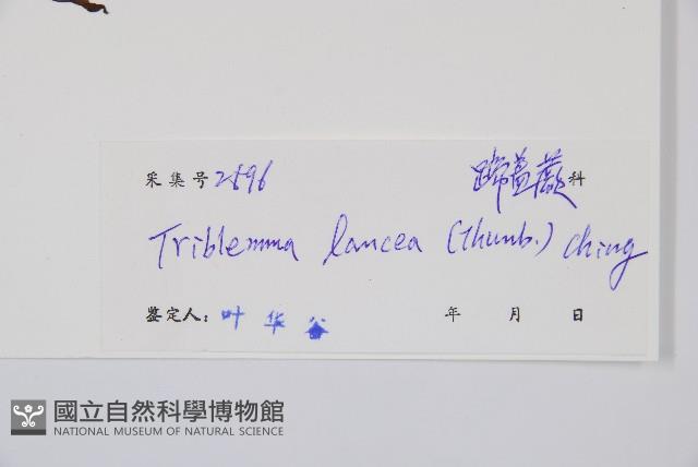 單葉雙蓋蕨藏品圖，第2張