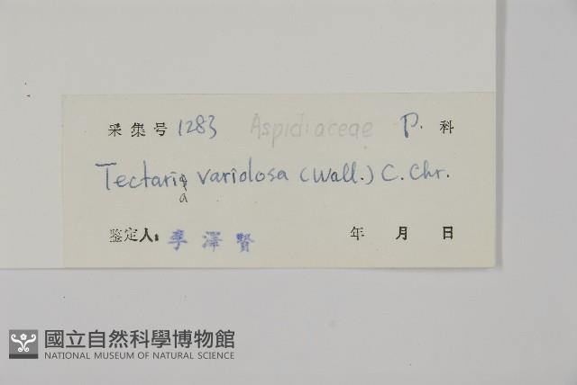 變葉三叉蕨藏品圖，第2張