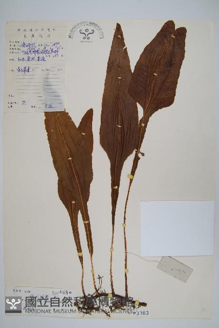 Accession Number:P003383 Collection Image, Figure 1, Total 2 Figures