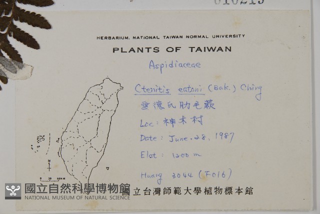 愛德氏肋毛蕨藏品圖，第2張