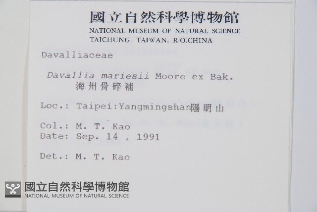 海州骨碎補藏品圖，第2張