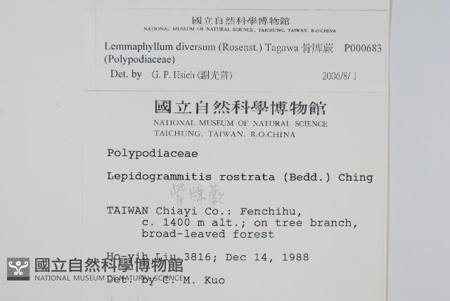 骨牌蕨藏品圖，第2張