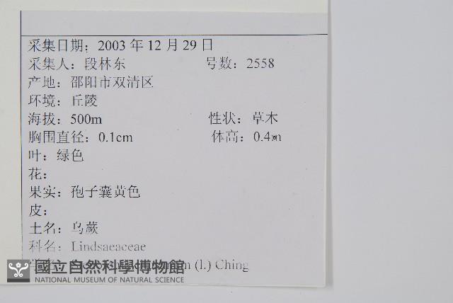 烏蕨藏品圖，第2張