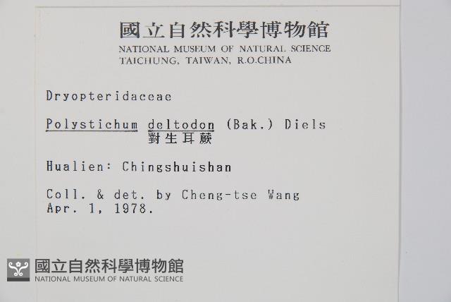 對生耳蕨藏品圖，第2張