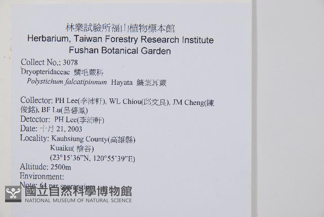 鐮葉耳蕨藏品圖，第2張