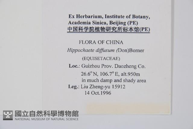 散生木賊藏品圖，第2張