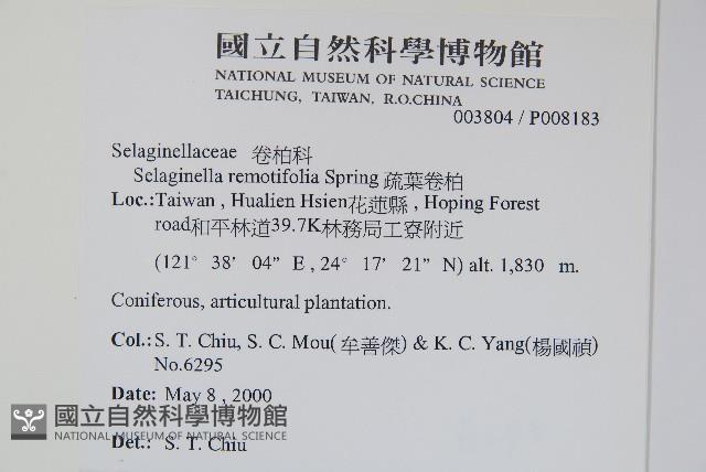 疏葉卷柏藏品圖，第2張