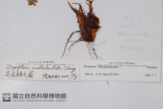 尖齒鱗毛蕨藏品圖，第2張