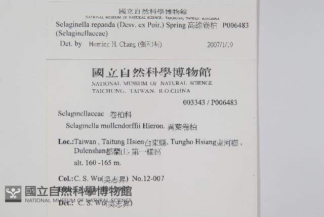 高雄卷柏藏品圖，第2張