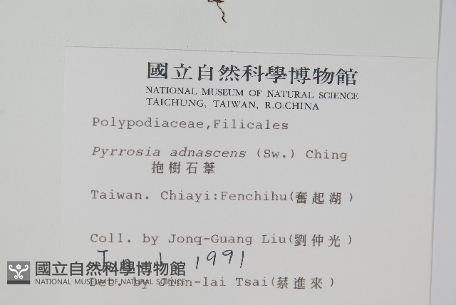 抱樹石葦藏品圖，第2張